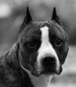 Baltimore Maryland Dog Attack: A pit bull attacked a cop walking his small dog