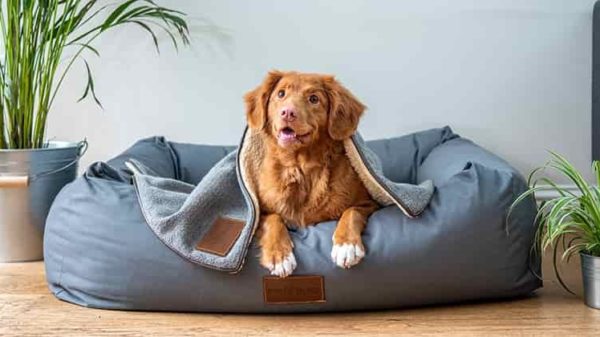 best dog beds 2021