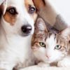 Petplan