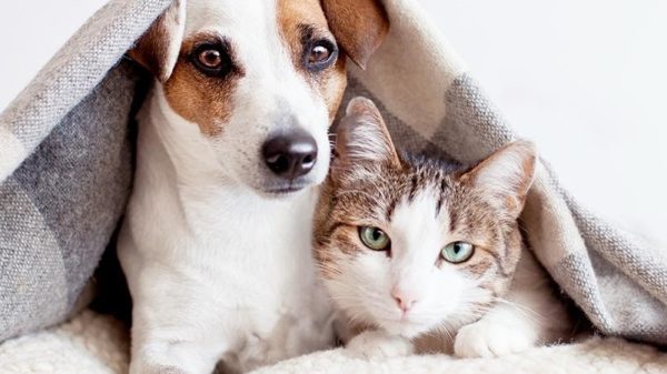 Petplan