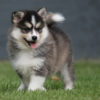pomsky