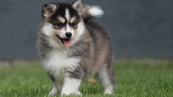 pomsky