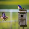 pexels kevin blanzy 1156507