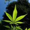 cannabis 1382955 1920