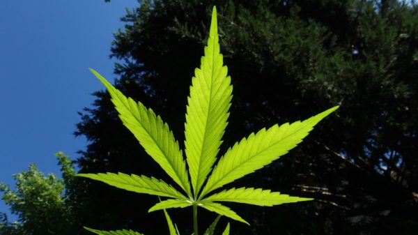 cannabis 1382955 1920