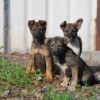 dogs 2373132 1920