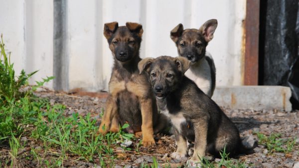 dogs 2373132 1920