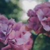 hydrangeas 871682 1920