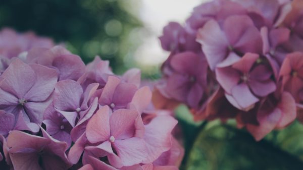 hydrangeas 871682 1920