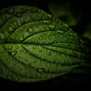 leaf 5298312 1920