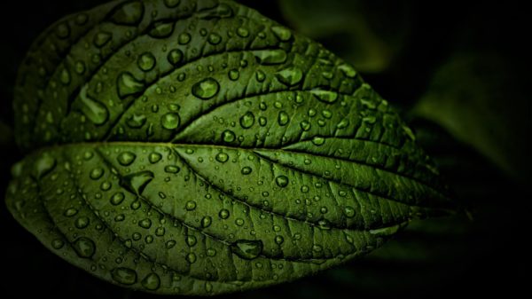leaf 5298312 1920