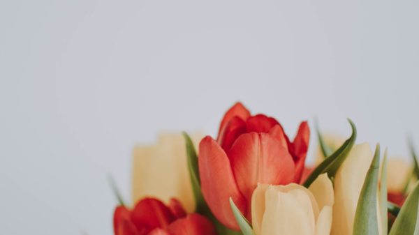 pexels fotografierende 2058498