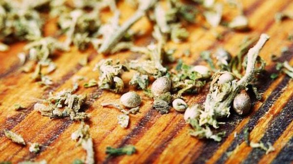 cannbisseeds