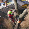 tree removal niagara falls