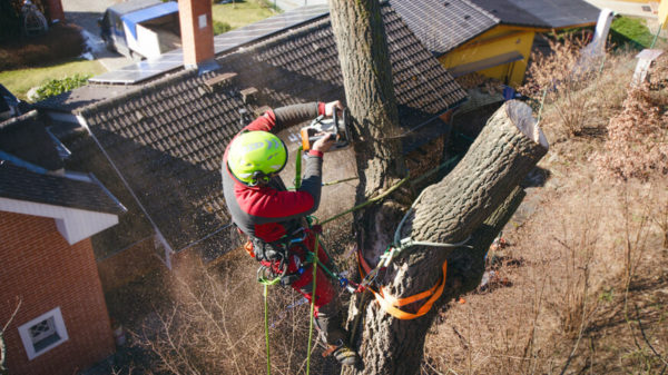 tree removal niagara falls