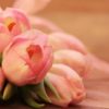 tulips 2068692 1920
