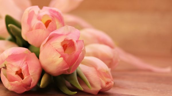 tulips 2068692 1920