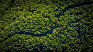 Did Climate Change Transformed the Amazon Forest into a Significant CO2 Emitter
