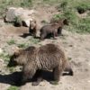 Spain searches for wounded bear and cub after brutal attack