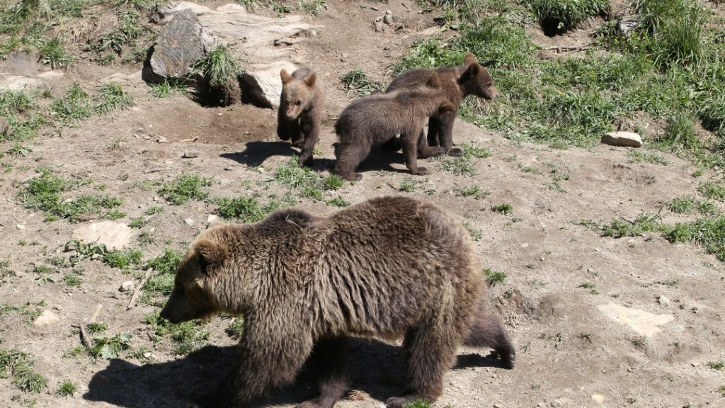 Spain searches for wounded bear and cub after brutal attack - Science-Environment News - Report by AFR | Online Free Press release news distribution - Vimarsana News