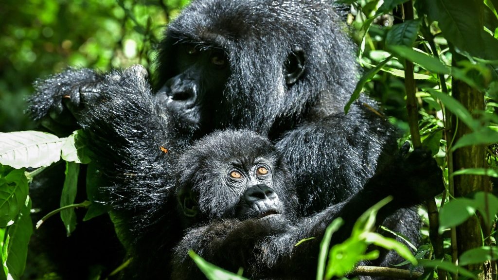 African nations meet for "critical" nature conservation - Science-Environment News - Report by AFR | Online Free Press release news distribution - Vimarsana News