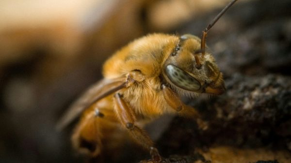 Brazil raves about the potential of its native bees
