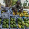 Pakistans precious mango crop is suffering from water shortages