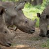 Rhinos killed poachers arrested in Kruger Park South Africa