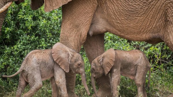 Social life helps orphaned elephants overcome losses study Science Environment
