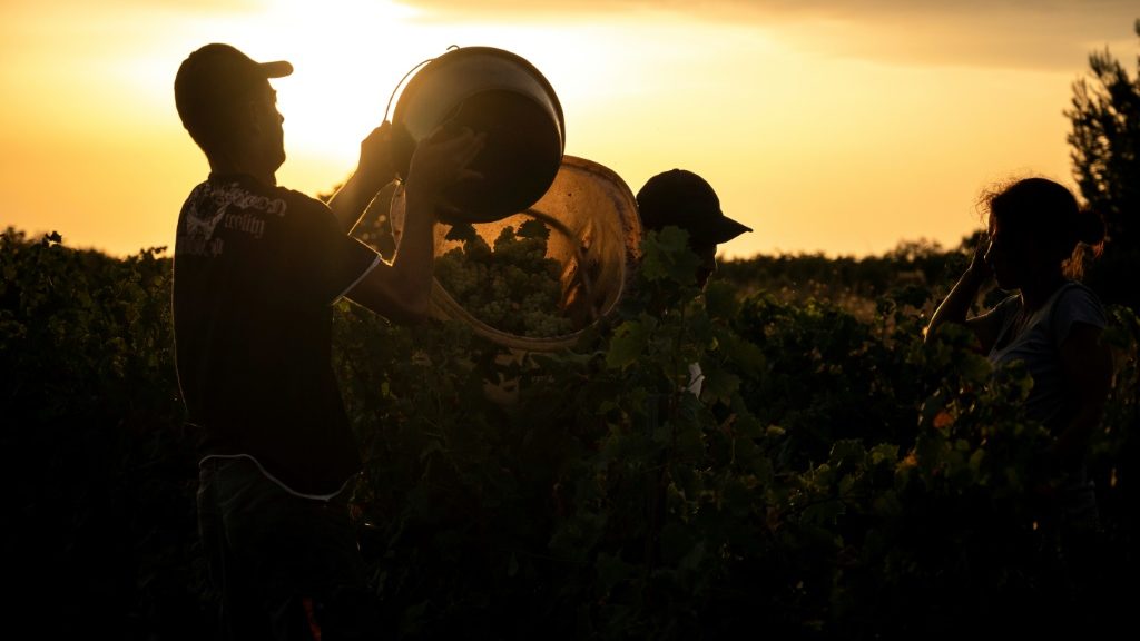 Early harvests latest test for French winemakers - AFR | Online Free Press release news distribution - Vimarsana News