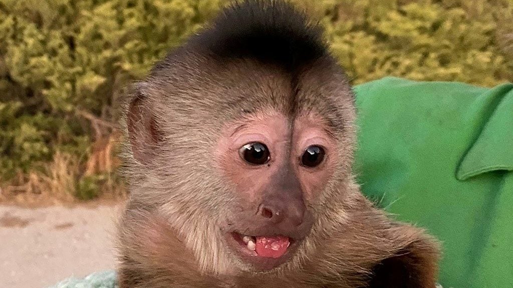 A primate suspect: US monkey dials 911 - Offbeat News - Report by AFR | Online Free Press release news distribution - Vimarsana News