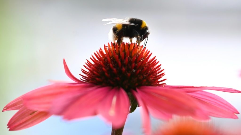 Climate change causes wobbly bumblebee wings: scientists - UK News News - Report by AFR | Online Free Press release news distribution - Vimarsana News