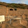 Cyprus disputes threat to dig up protected turtle nests