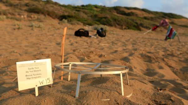 Cyprus disputes threat to dig up protected turtle nests
