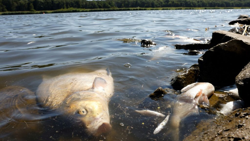 Dead fish and depression on the banks of the Oder - Science-Environment News - Report by AFR | Online Free Press release news distribution - Vimarsana News
