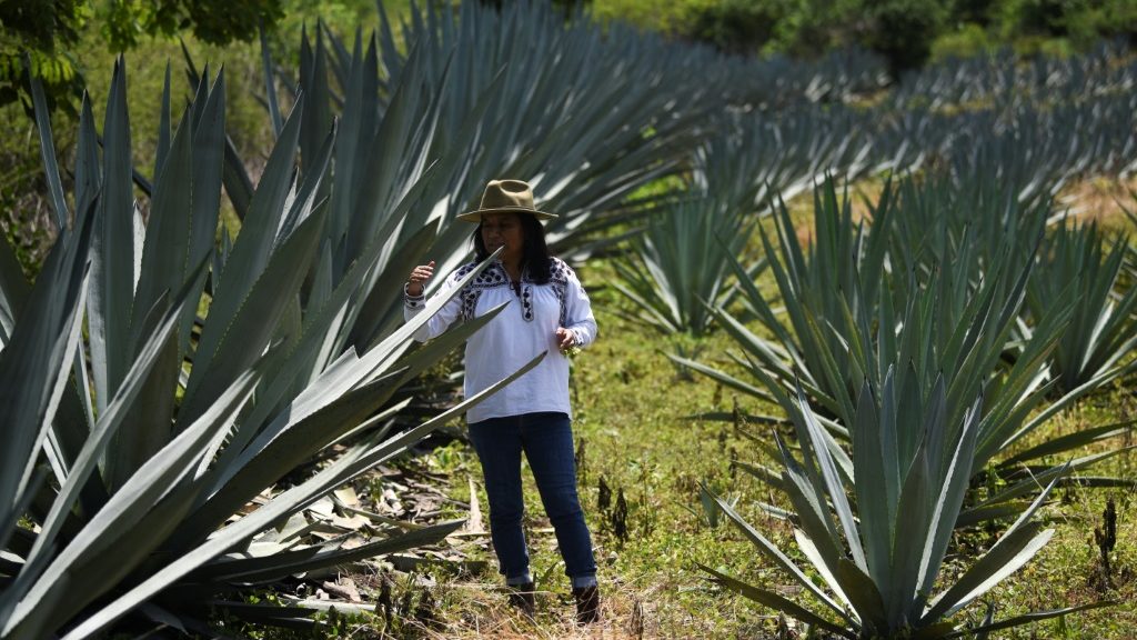 Craft distillers worry that mezcal will fall victim to its own success - AFR | Online Free Press release news distribution - Vimarsana News