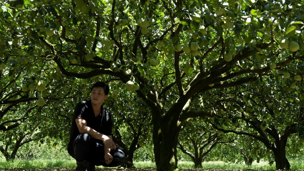 Taiwan fruit, fish farmers feel squeeze from China's sanctions - AFR | Online Free Press release news distribution - Vimarsana News