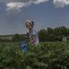 Farming under fire at the front in eastern Ukraine