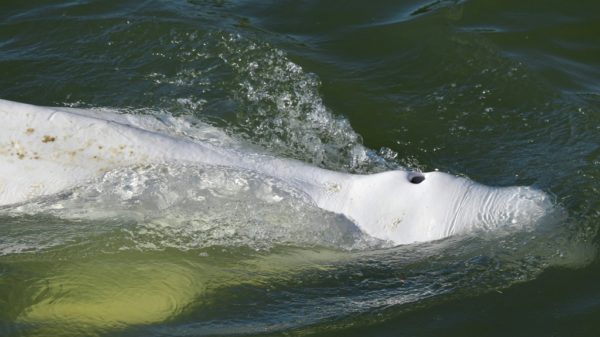 France prepares extraordinary rescue of beluga lost in Seine river