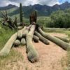 Giant 200 year old cactus toppled by heavy rain in US