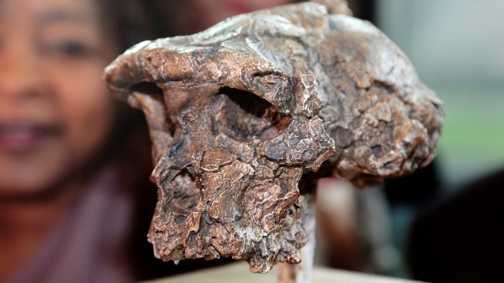 Oldest human relative walked upright 7 million years ago: study - Science-Environment News - Report by AFR | Online Free Press release news distribution - Vimarsana News