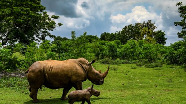 Poaching horn trade are declining but rhinos are still threatened