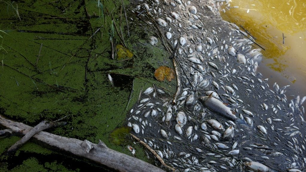 Polish firefighters pull tons of dead fish out of the Oder - Vimarsana News