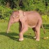 Rare white elephant born in Myanmar state media Offbeat