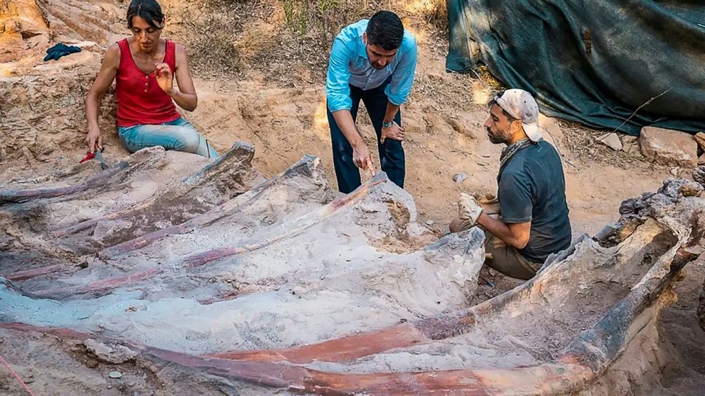 Skeleton of huge dinosaur unearthed in Portugal - Top Stories News - Report by AFR | Online Free Press release news distribution - Vimarsana News