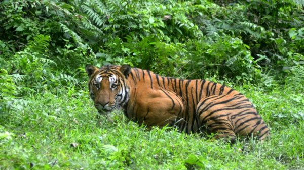 Tech offer to crack the tiger trade
