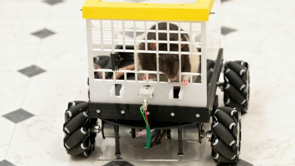 What rodent drivers can teach us about mental health - US News News - Report by AFR | Online Free Press release news distribution - Vimarsana News