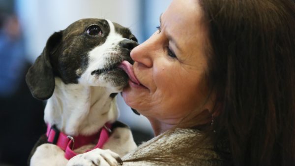 You cry Study shows dogs get teary eyed when they see