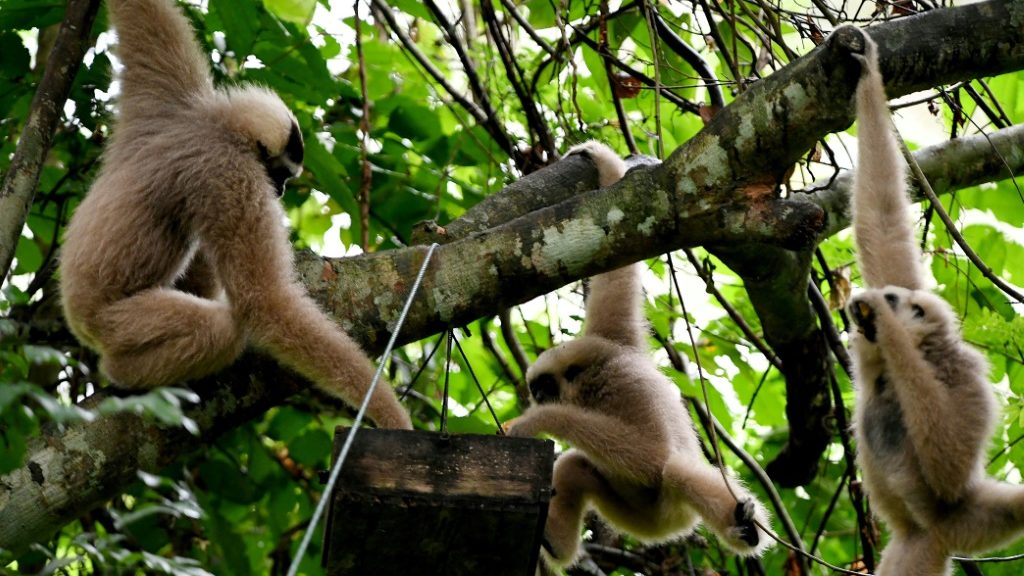 the revival of endangered wildlife at Angkor Wat in Cambodia - Asia Pacific News News - Report by AFR | Online Free Press release news distribution - Vimarsana News