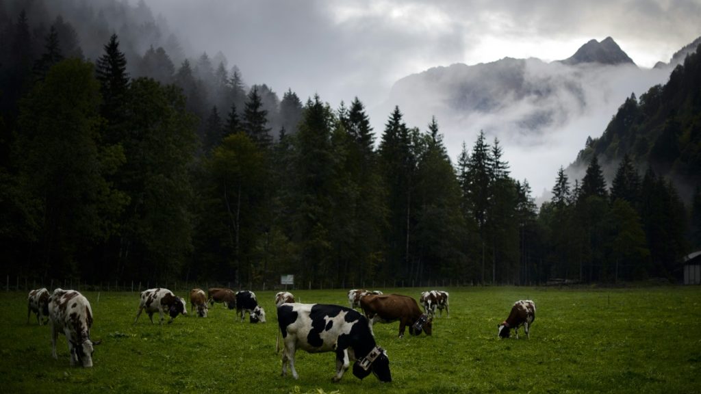 Swiss mull banning factory farms - AFR | Online Free Press release news distribution - Vimarsana News
